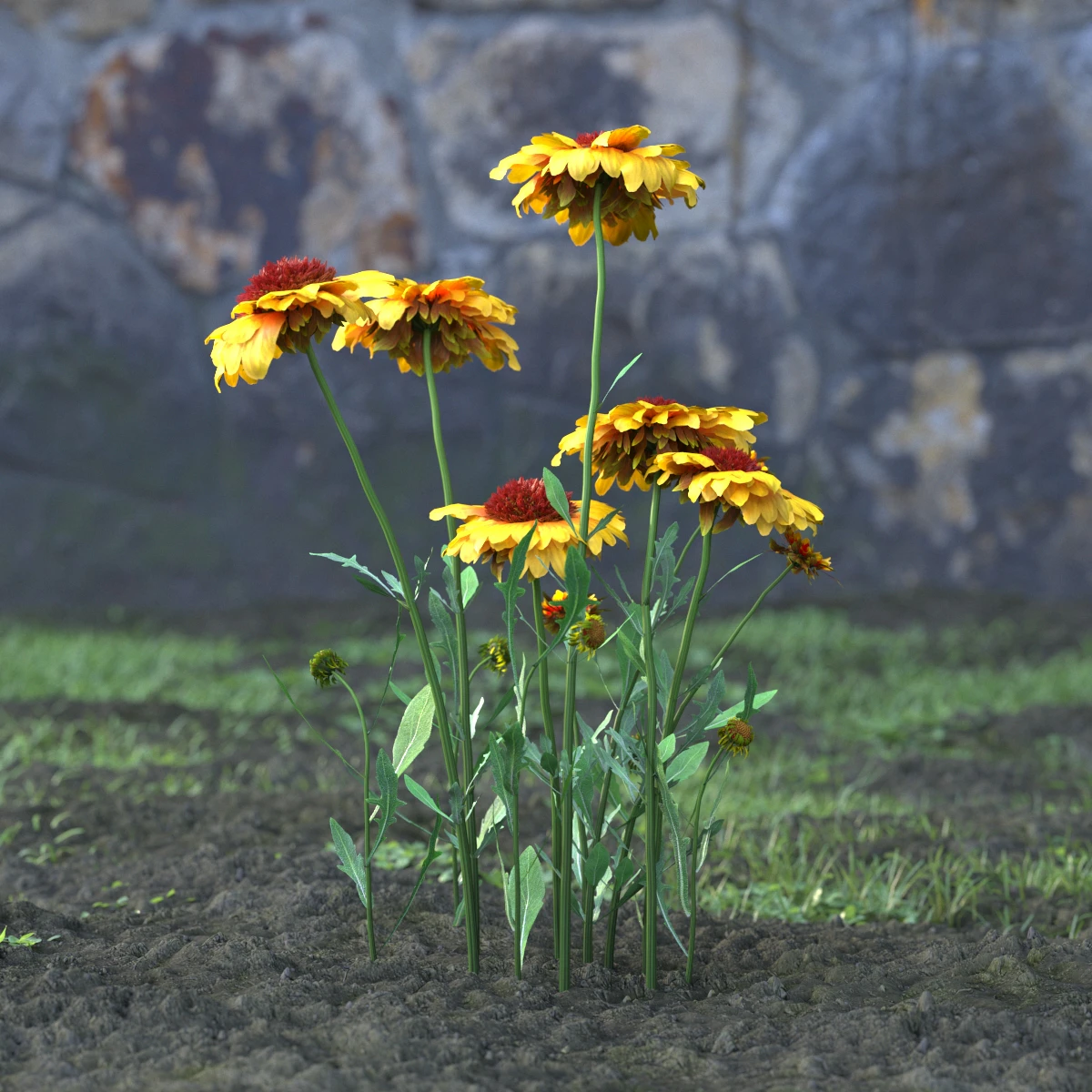 garden flowers 014 — Descargar
