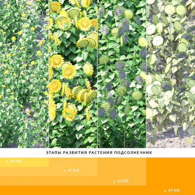 Vegetable garden | Kitchen garden.vol 4 — Ver 2