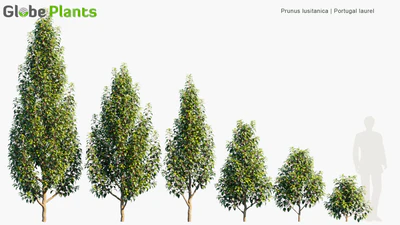 prunus lusitanica — download