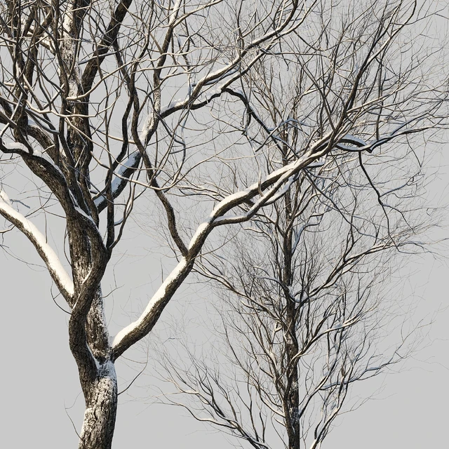 snow-covered trees — Descargar