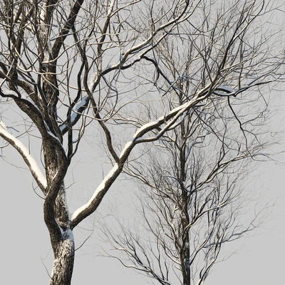 snow-covered trees — Ver 3