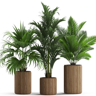 Plants collection 539 — Вид 2
