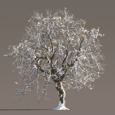 054 winter — Descargar