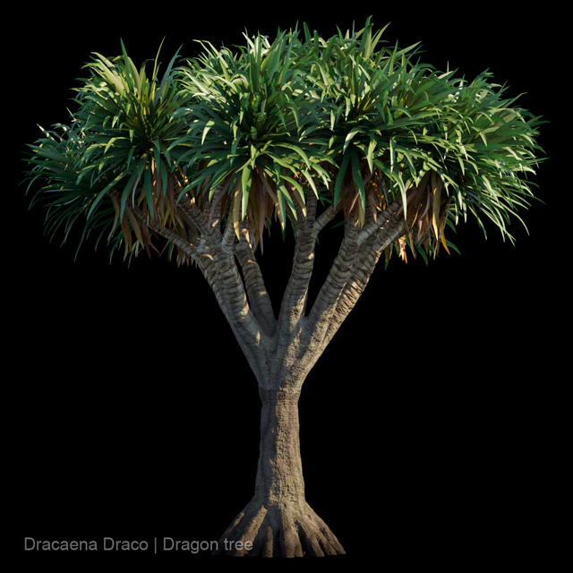 Dracaena Draco | Dragon tree — Descargar
