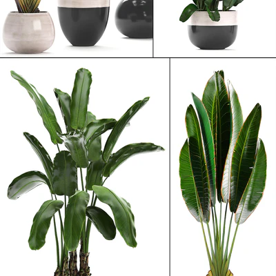 Plant collection 238. A set of palm trees, banana, strelitzia, ravenala, indoor plants, flowerpot, pot, bushes, exotic, stylish, luxury decor, eco design — Ver 2
