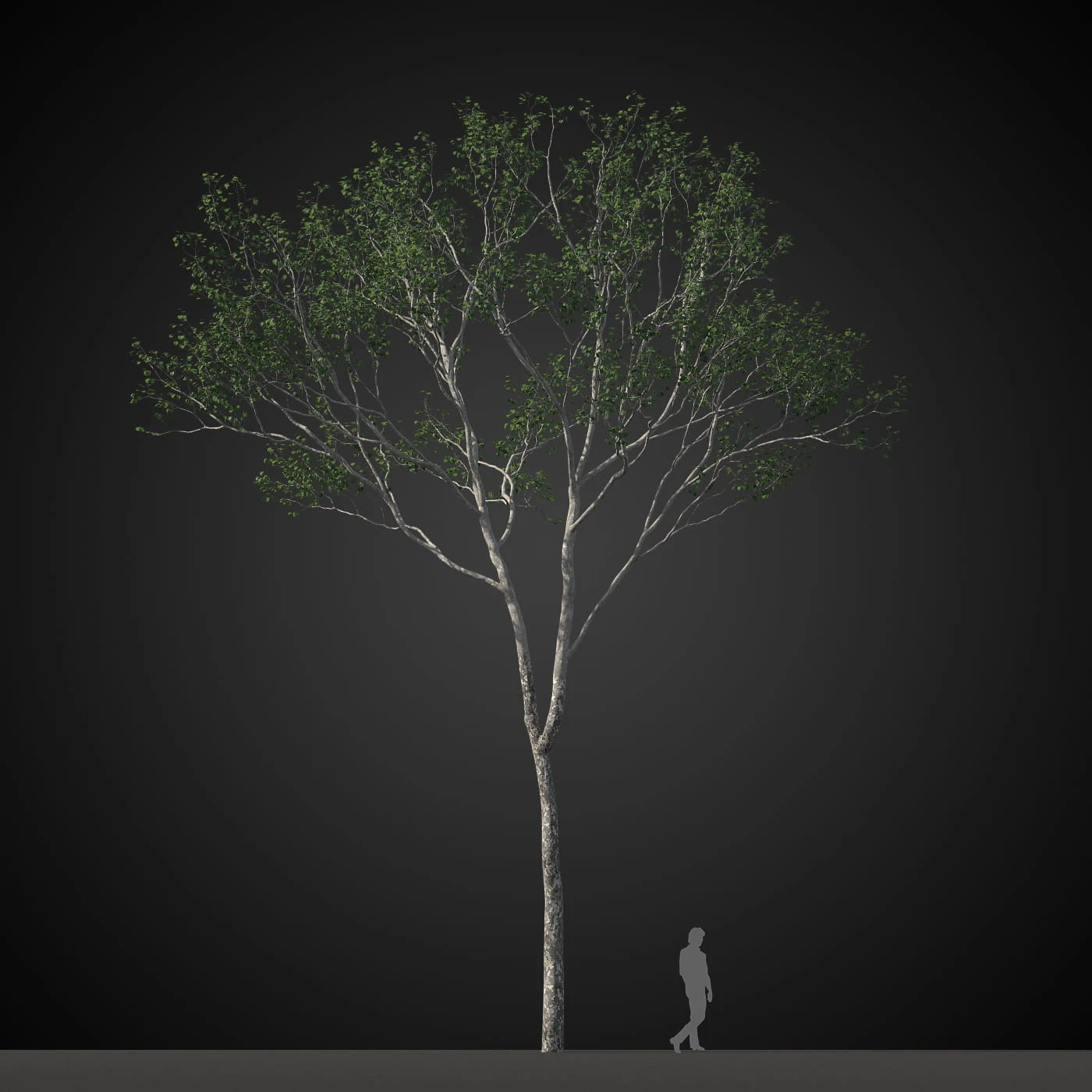 trees 012 — Скачать