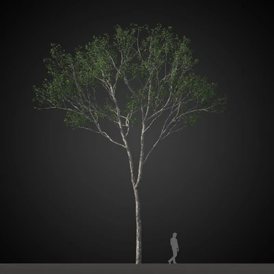 trees 012 — Скачать