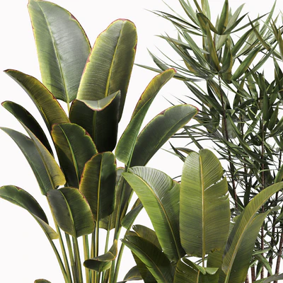 Indoor Plant Set 031 — Вид 3