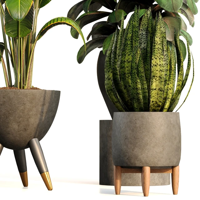 bamboo-Censoria-Indoor plant set 01 — Скачать