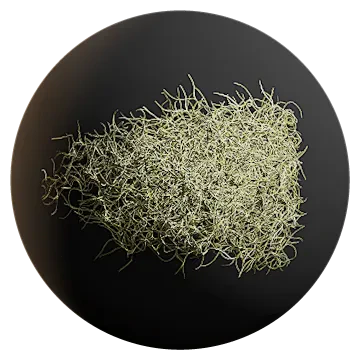 spanish moss 001 — Descargar