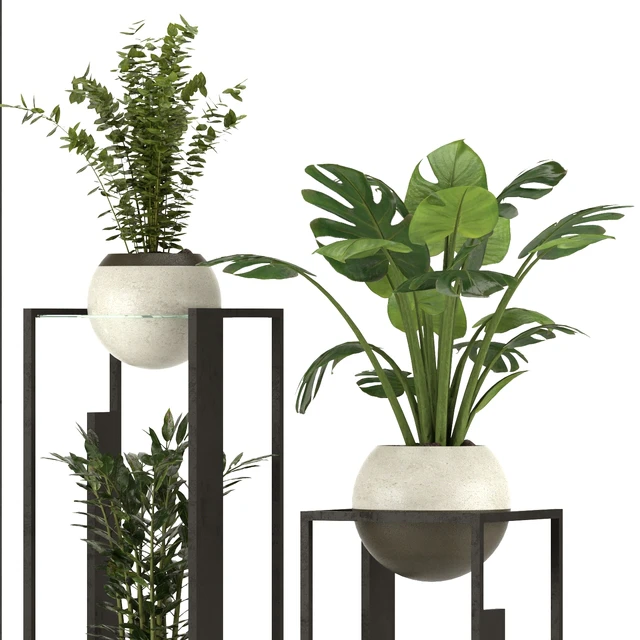 Collection Indoor Plants Nim12 — Скачать