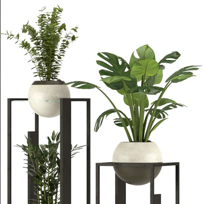 Collection Indoor Plants Nim12 — Вид 4