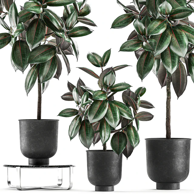 Collection of decorative small trees in black pots Ficus Abidjan, robusta, elastica. Set 848. — Descargar