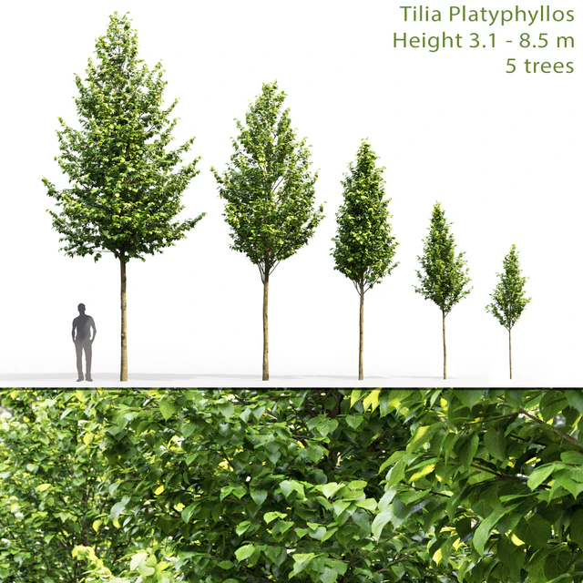 Tilia platyphyllos — Скачать