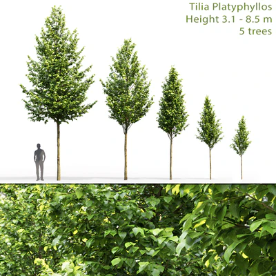 Tilia platyphyllos — Вид 1