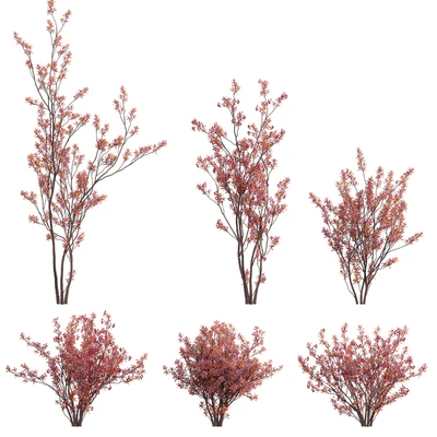 Aronia arbutifolia - Red Chokeberry — Вид 1