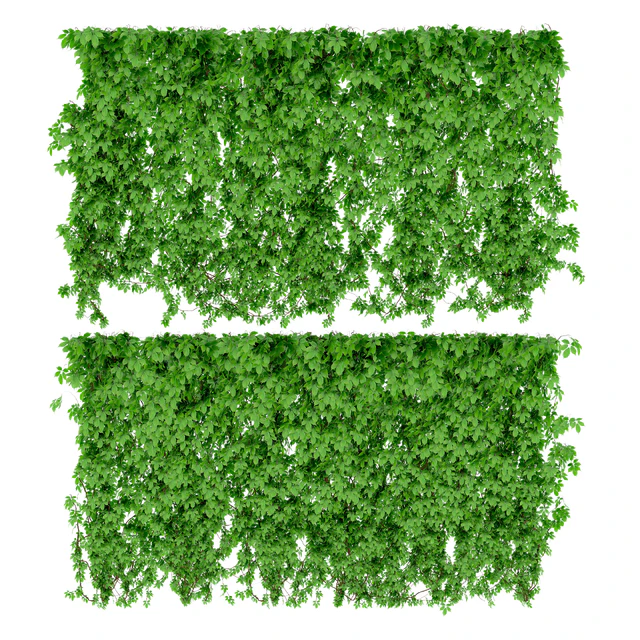 The wall of a girl's grapes. 2 types — Descargar