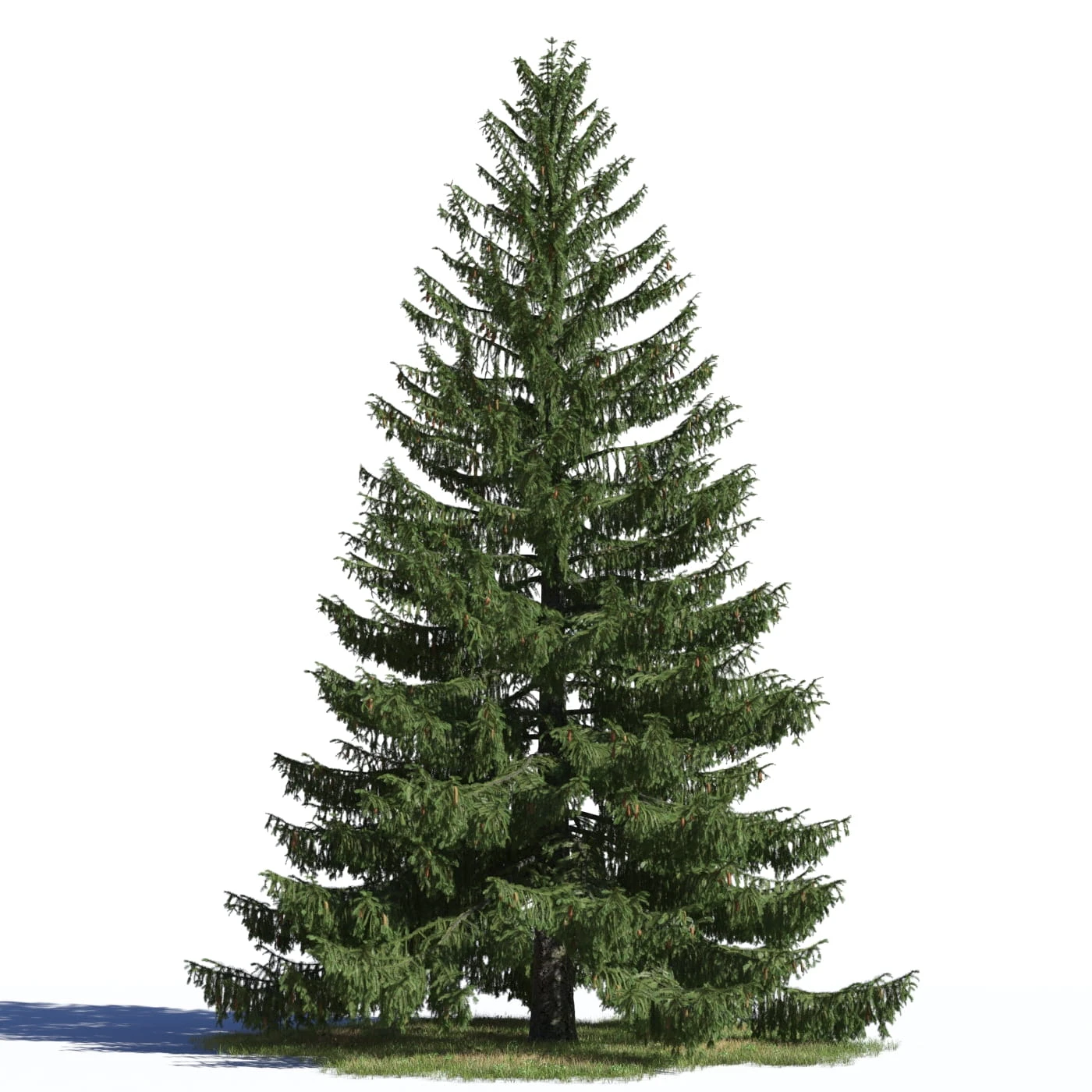 coniferous trees 004 — Скачать