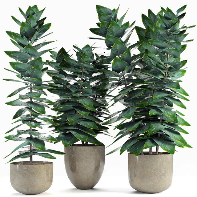 Collections Plants 05 — Скачать