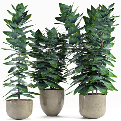 Collections Plants 05 — Вид 1