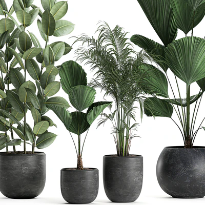 Collection of small beautiful plants in black pots with Licuala, palm, ficus. Set 664. — Ver 3