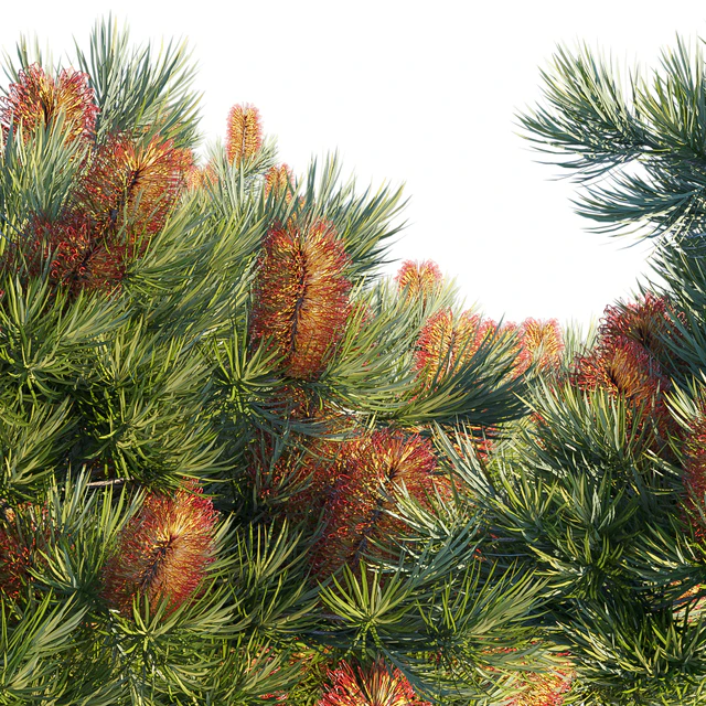 Banksia spinulosa | Coastal Cushion | Hairpin banksia — Descargar