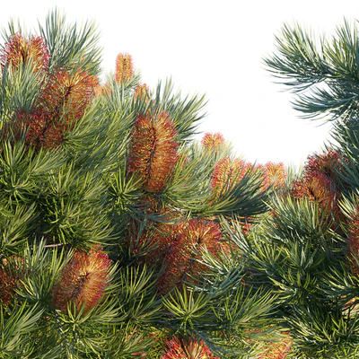 Banksia spinulosa | Coastal Cushion | Hairpin banksia — Ver 3