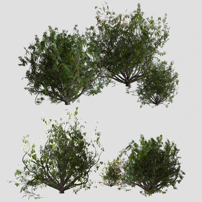 Shrubs — View 1