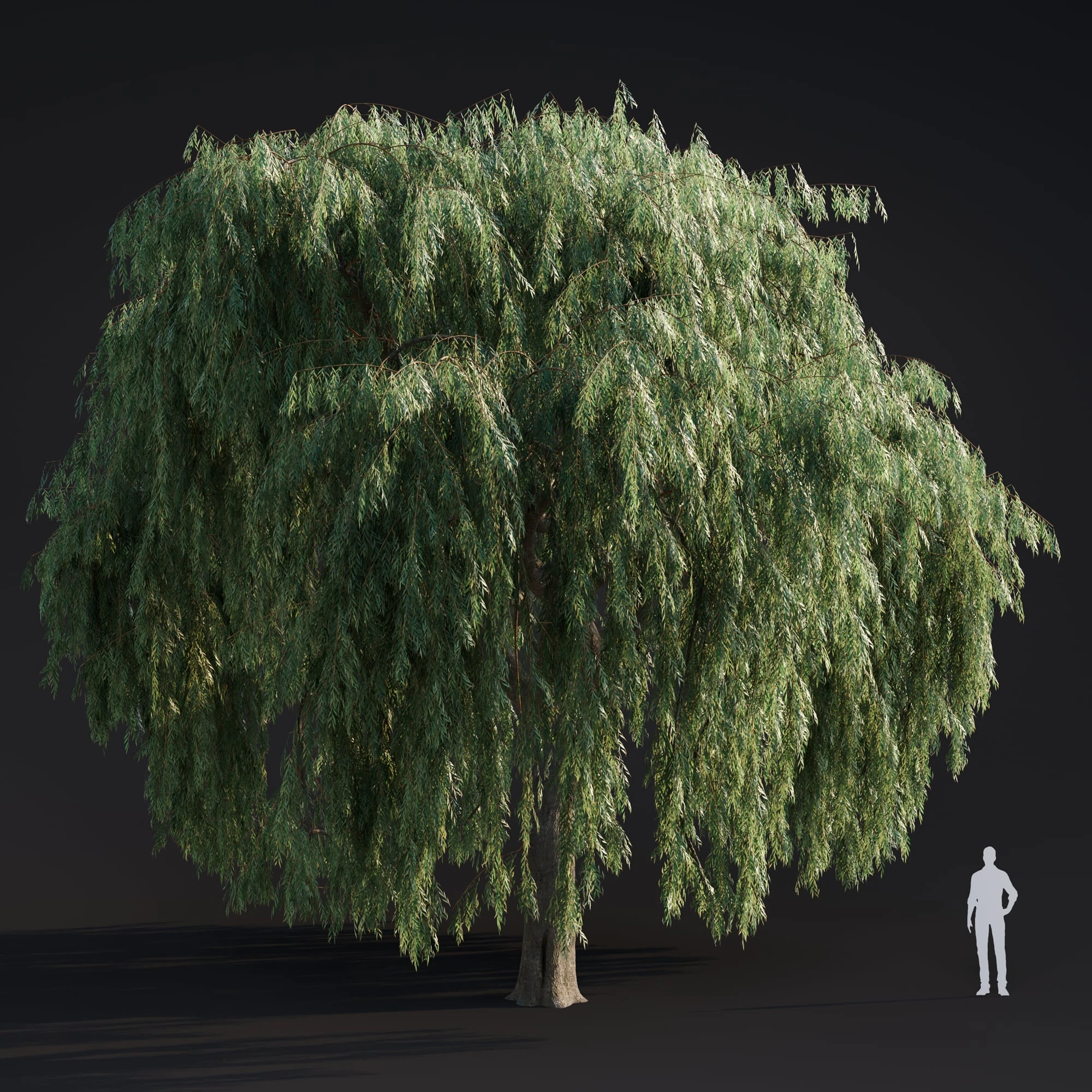 019 willow weeping — Descargar