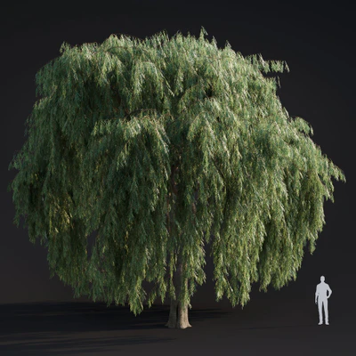 019 willow weeping — Descargar