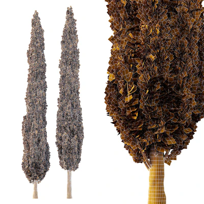 Italian Cypress Tree06 — Ver 2