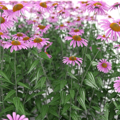 Echinacea purpurea bush | Echinacea purpurea — Ver 3