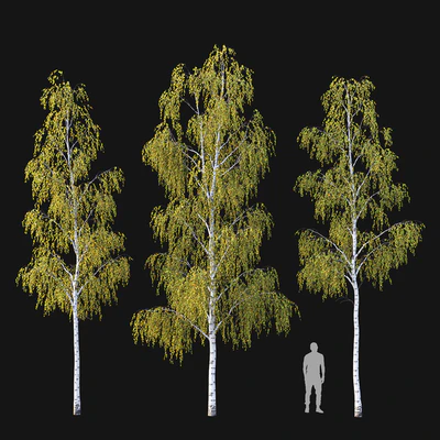 Birches. Autumn — Ver 1