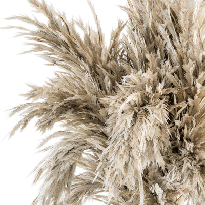 Dry plants 47 - Dried Plant Pampas Bouquet — Вид 2