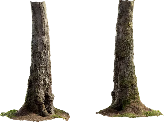 birch tree trunk 006 — Descargar