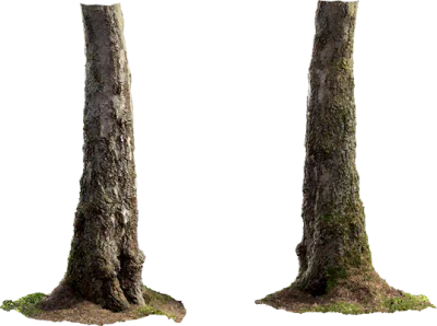 birch tree trunk 006 — Descargar