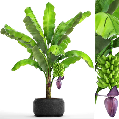 Japanese banana 2. Banana palm tree with fruits, pot, flowerpot, bush, outdoor, decorative, exotic, fruit, flower — Ver 1