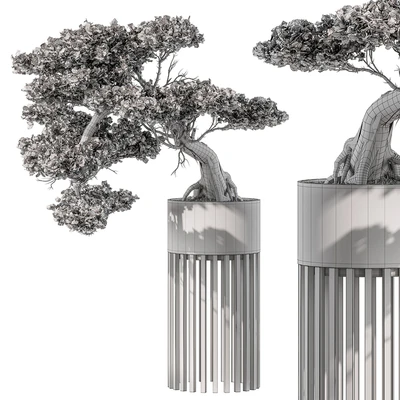 indoor Plant 455 - Bonsai Plant — Вид 2