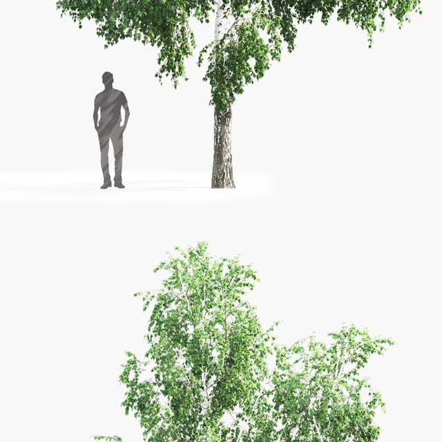Берёза #4(12.6m) — Скачать