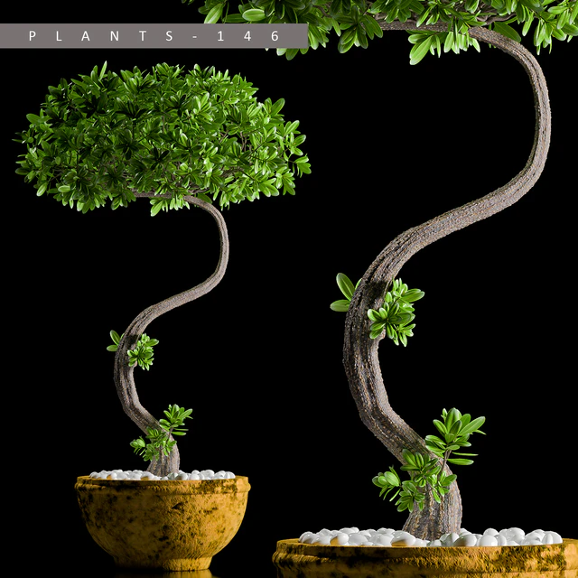 PLANTS 146 — Descargar