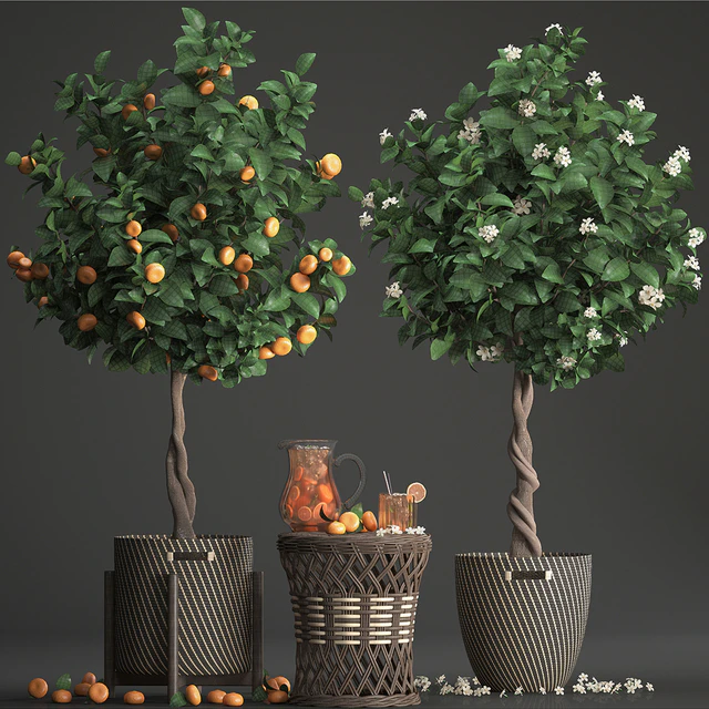 Plant collection 267. Citrus mandarin, Flowering tree, tangerine, fruit, rattan table, basket, Lemonade, carafe, cocktail, outdoor, landscaping, natural decor, eco, lemonade — Descargar