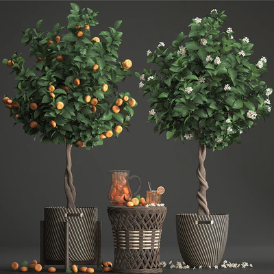Plant collection 267. Citrus mandarin, Flowering tree, tangerine, fruit, rattan table, basket, Lemonade, carafe, cocktail, outdoor, landscaping, natural decor, eco, lemonade — Ver 2