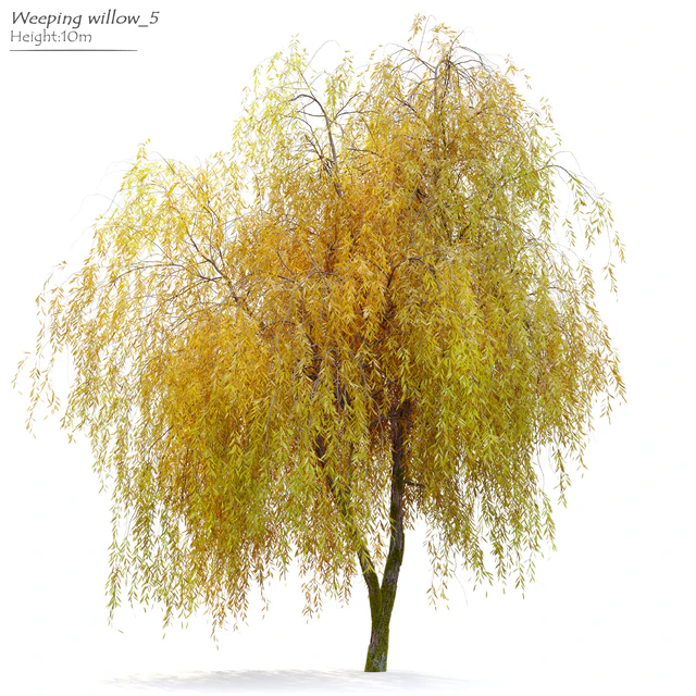Weeping willow 5 — Скачать
