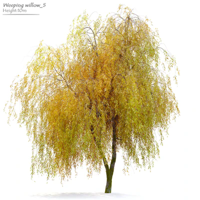 Weeping willow 5 — Вид 1