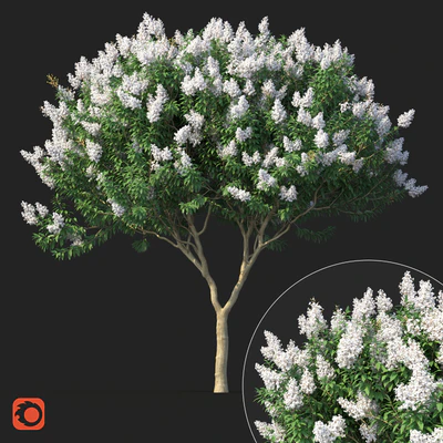 Lagerstromia tree with white flowers No 1 Corona — Ver 1
