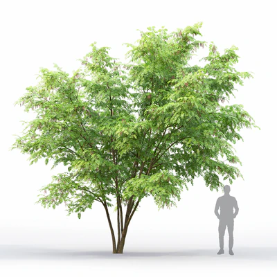 Robinia — Вид 2