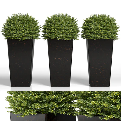 Buxus sempervirens in modern planters — Ver 1