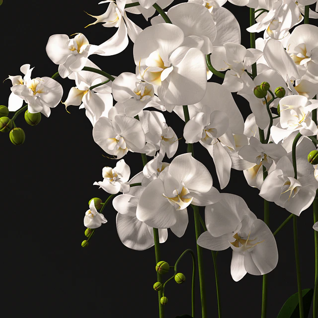Orchid arrangement — Скачать