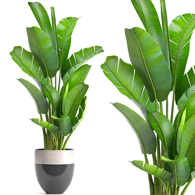 strelitzia, banana palm, bush, ravenala, pot, flowerpot, indoor banana, strelitzia — Descargar