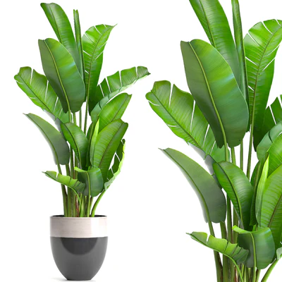 strelitzia, banana palm, bush, ravenala, pot, flowerpot, indoor banana, strelitzia — Ver 1